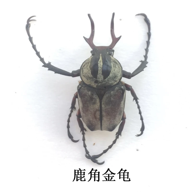 Real Insect Specimen Beetle Scarabaeidae Student Observation Teaching DIY Handicraft Collection Gift Home Decoration Taxidermy