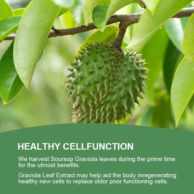 Soursop Graviola Capsules Support Emotional health Sterilize & Strengthen immunity