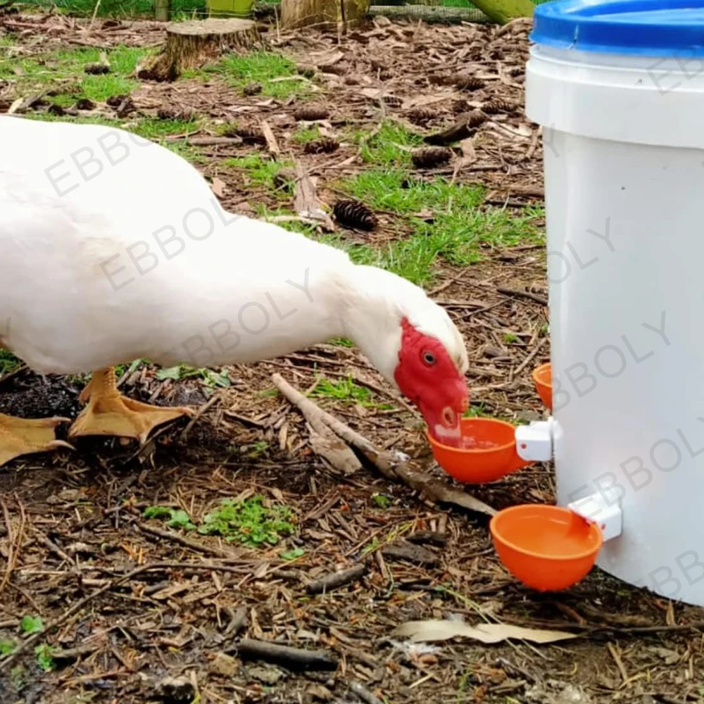 12/20/30PCS Automatic Chicken Water Feeder Drinking Cups Poultry Kit for Chicks Duck Goose Turkey Quail Feeding Watering Supplie