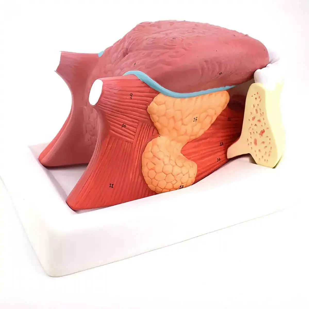 PVC Human 4 Parts 2.5x Larger Tongue with Teeth Model Medical Anatomical Models Teaching