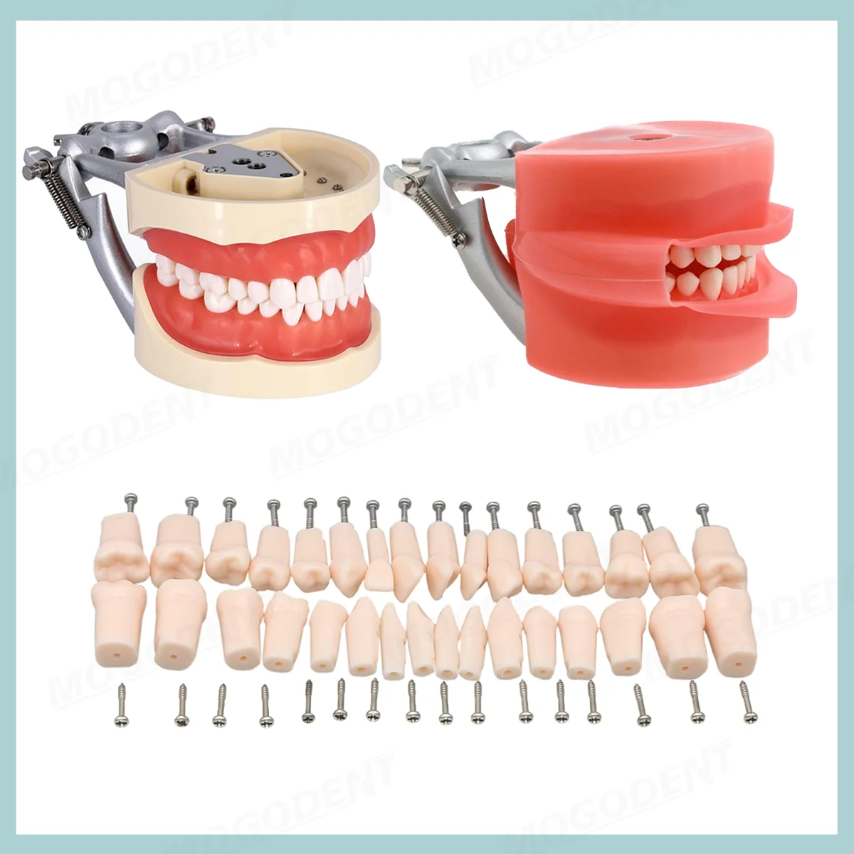 Kilgore Nissin 200 Type Dental Typodont Model Dental Teaching Model 32 Screw-In Teeth For Studying Training Practice Teaching