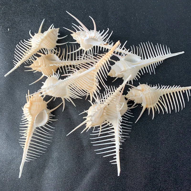 Murex Pecten Natural Conch Shell Home Decoration Craft Gift Marine Specimen Snail Beach Decorations for Home seashells