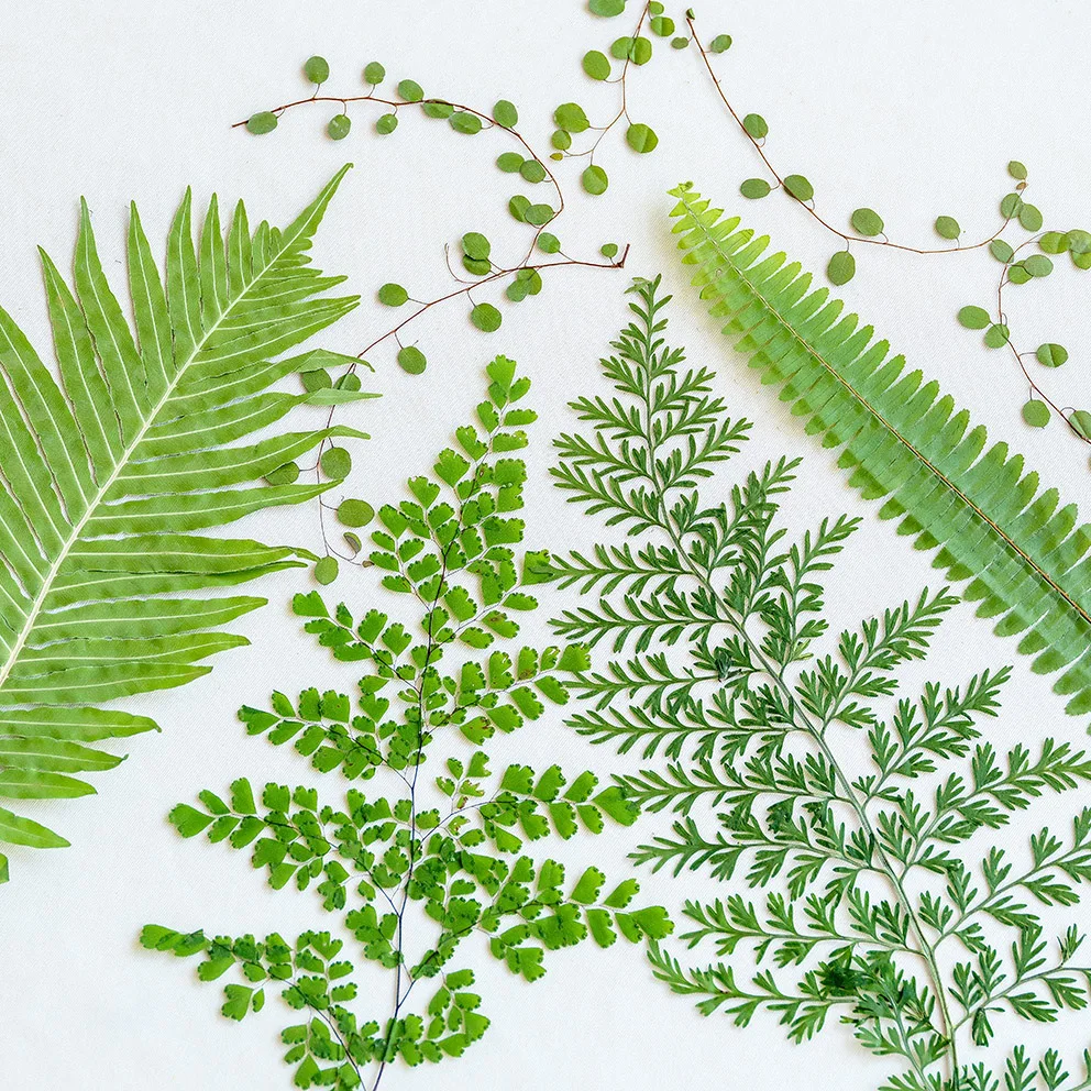 5Pcs Natural Green Large Fern - Pressed Flower Frame ulasan dan harga