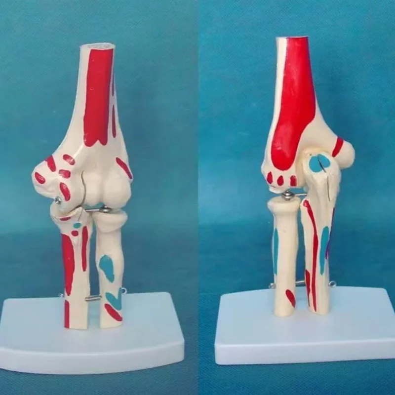 

1:1 в натуральную величину, цветная модель локтевого сустава человека, анатомическая анатомия, медицинская модель локтевого сустава, ортопедия, модель скелета человека