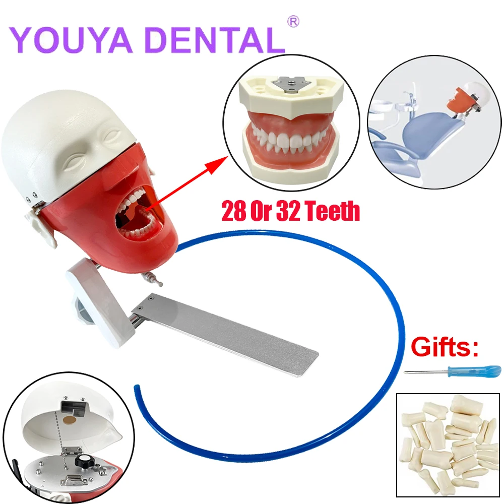 Simple Head Model Dental Simulator Phantom Manikin With Teeth Install To Dental Chiar For Dentist Teaching Practice Training