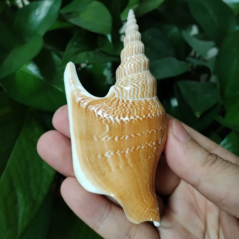 10-12cm Natural Lister's Conch Golden Axe Phoenix Seashells Fish Tank Decoration Collection landscape Ornaments DIY Materials