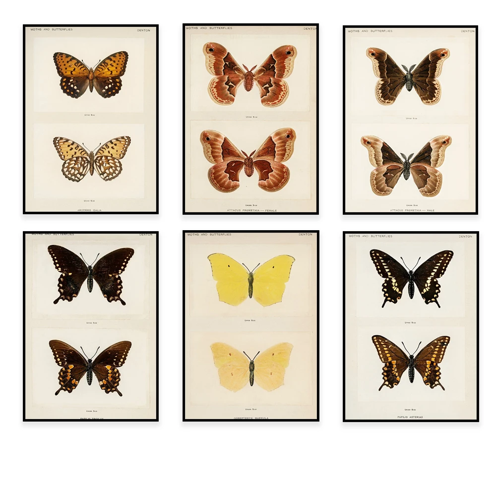 Eastern Rockies Epic Moths And Butterflies, Prometheus Moth, Monarch Butterfly …