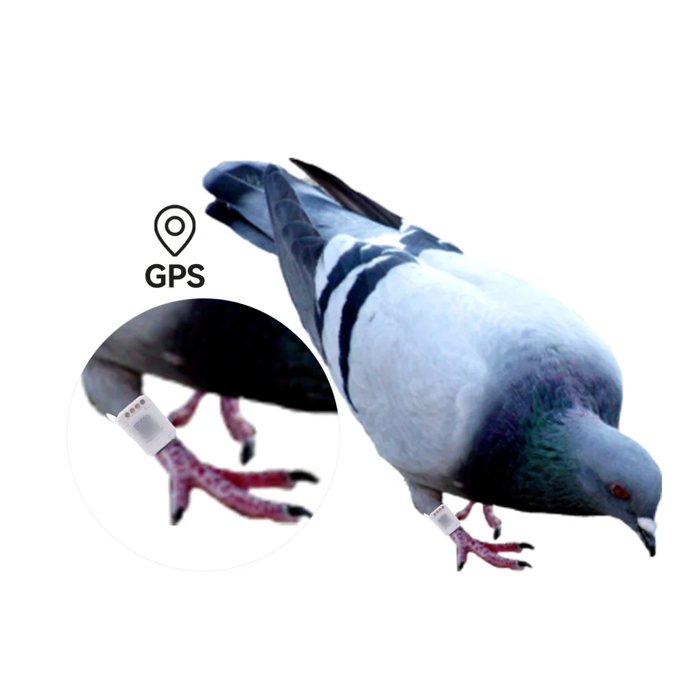 anilla para palomas parrot global position tracking system tag anilla de rastreo gps para palomas bague pigeon gps bird custom