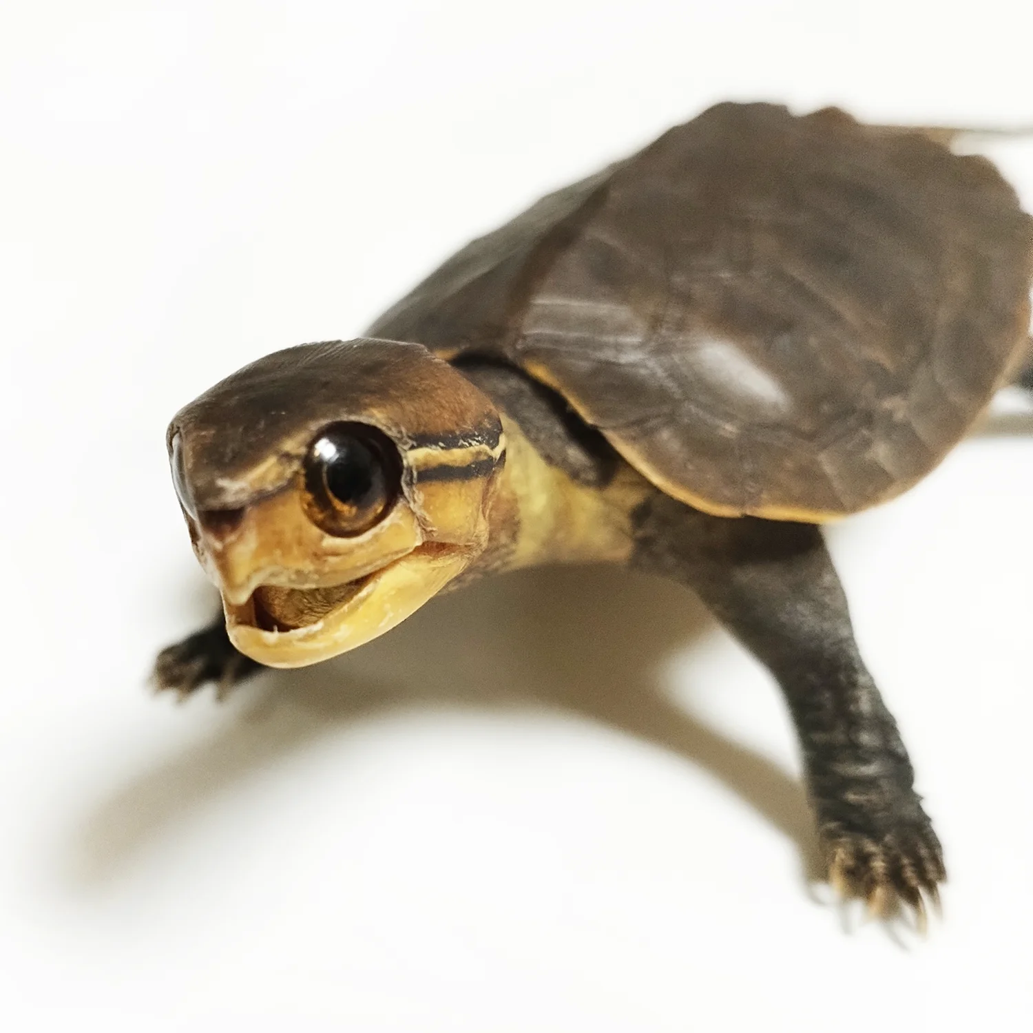 Big-headed Turtle Taxidermy Authentic Animal Bones Specimen Handicrafts Collectors for Science Education Unique Gifts view 4