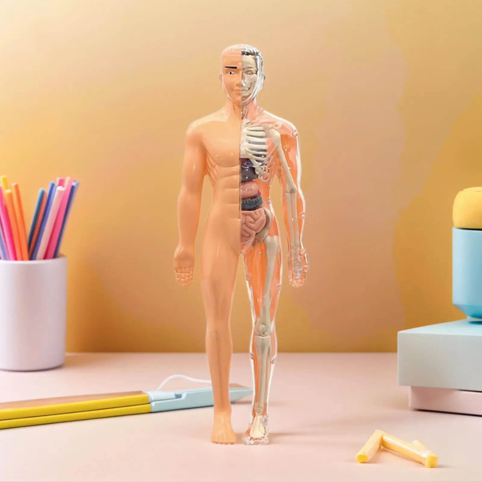 Human Skeleton Model For Anatomy 3D Human Torso Anatomical Model Assembly Educational Toys For Kids Ages 6 School Classroom