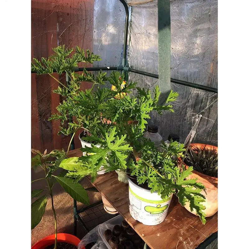 Tent Pvc Cover Waterproof Small Greenhouse Pvc Plant Greenhouse Plant Grow Bags Plant Grow Flower House Seedling Warm