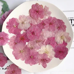 120 pcs 3-4cm Pressed Dried Sakura Flower Plants Herbarium For Epoxy Resin Jewelry Making Face Makeup DIY Candle Making