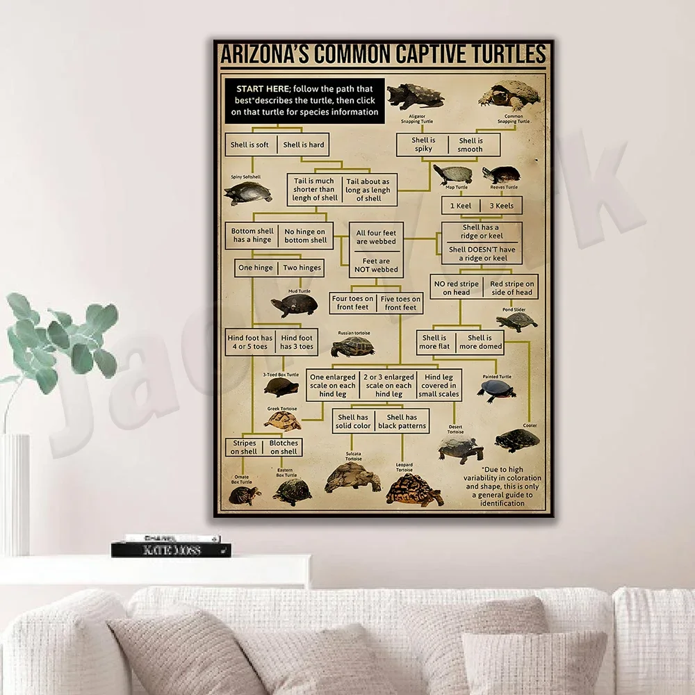 Common Captive Sea Turtles in Arizona, Find Sea Turtle Species Information, Sea Turtle Types, Sea Turtle Information Poster
