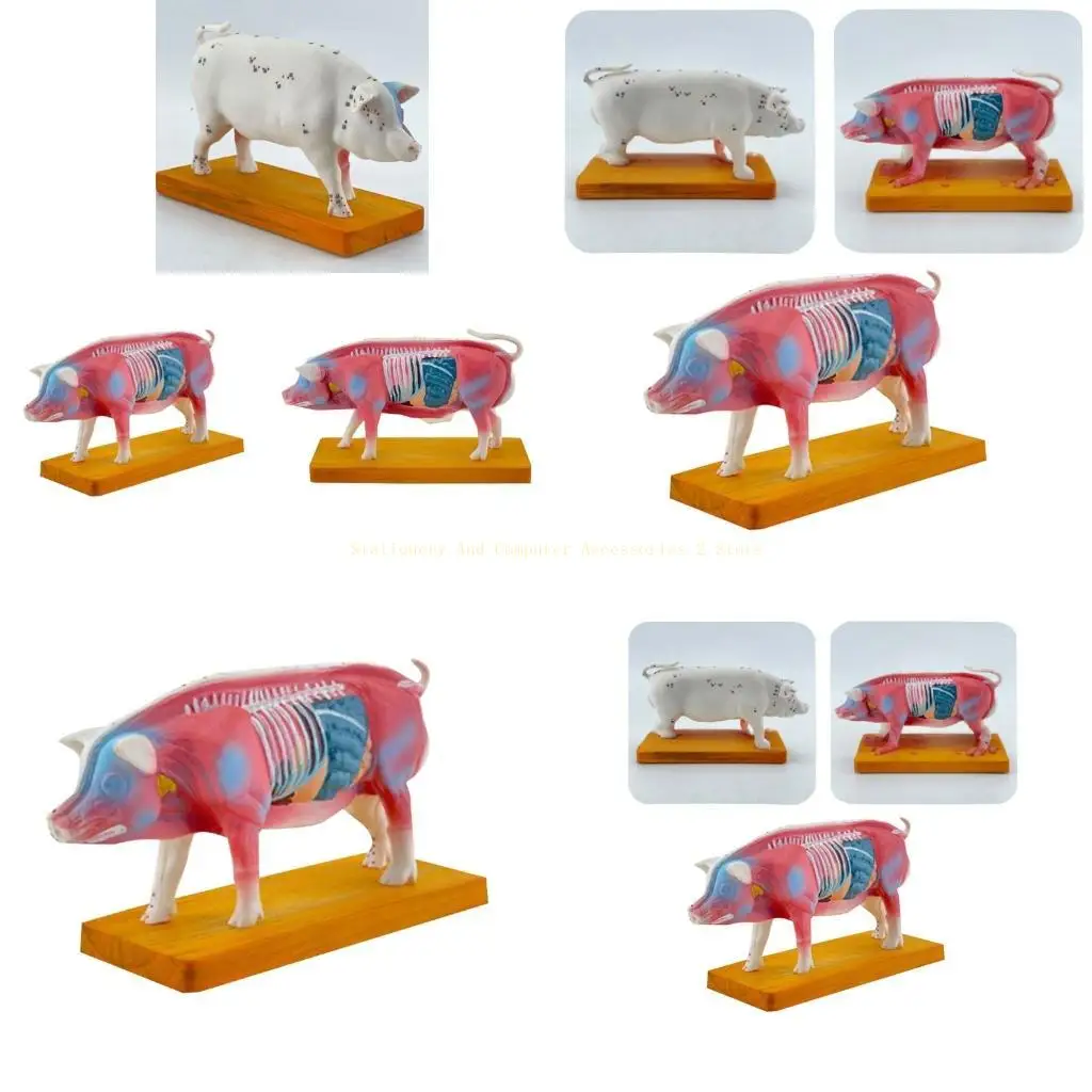 

Анатомическая модель животных для ветеринарного обучения