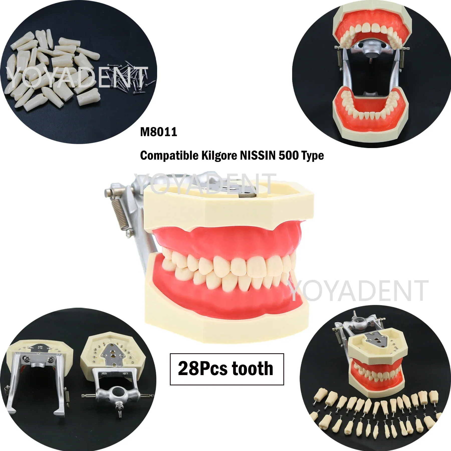 Model dentystyczny Model dydaktyczny Fit Kilgore NISSIN 200/500 typ symulacja policzka ze zdejmowanym zębem 28/32 szt. do treningu praktycznego