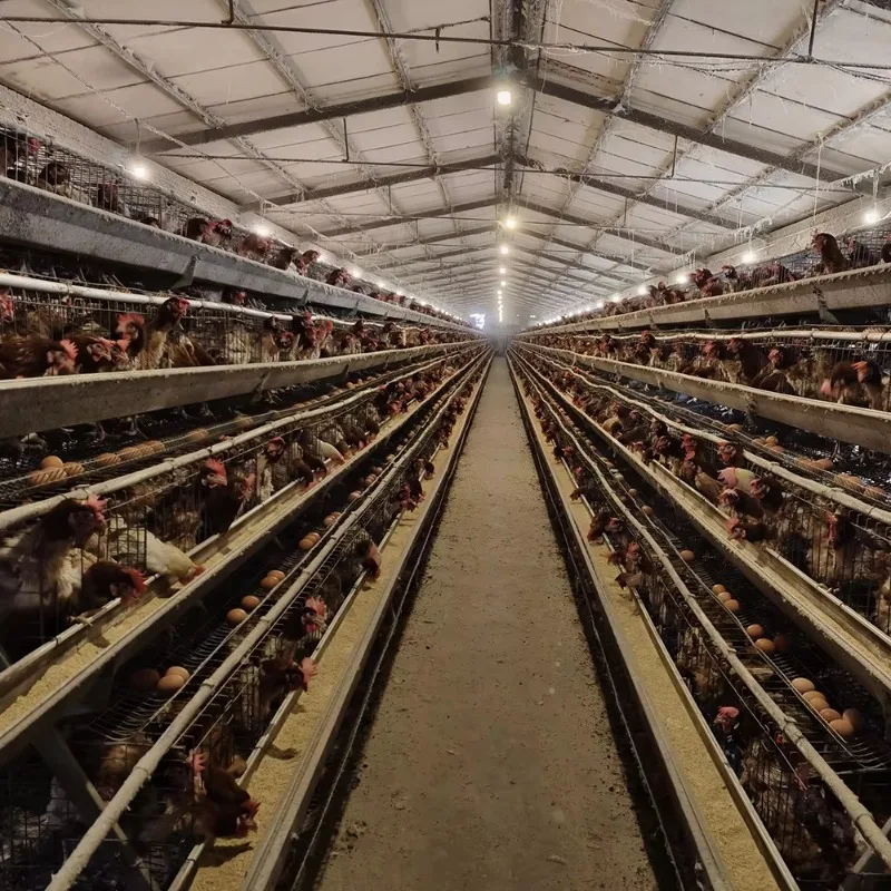 Cheap Price Poultry Farm 10000 Birds Layer Laying Hens Cage Chicken Egg Layer Coops for Sale in South Africa