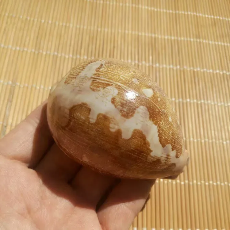 Map Baoconch Natural Conch Shells Boutique Collection-grade Specimen Snails Window Design and Decoration Creative Gifts Decor