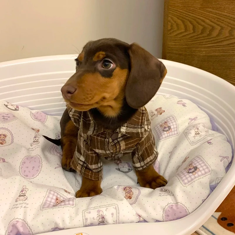 

Fashion Plaid Shirt 2-legged Dachshund Dog Clothes Brown Loungewear for Wiener Dog Clothes Spring Dog Costumes for Sausage