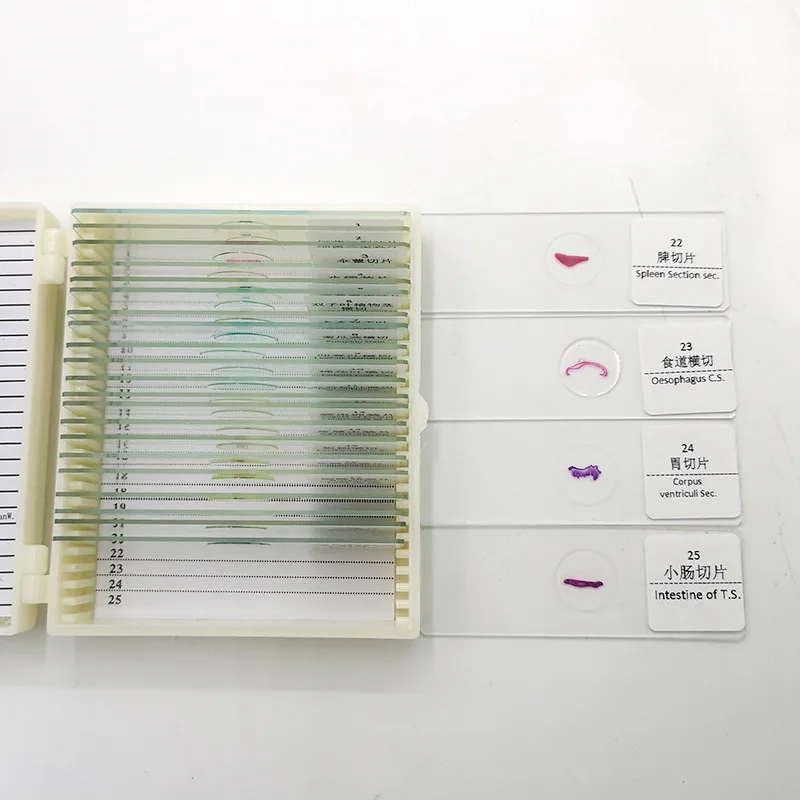 Biology Prepared Biological Basic Science Microscope Glass Slides School and Laboratory English Label Teaching Samples