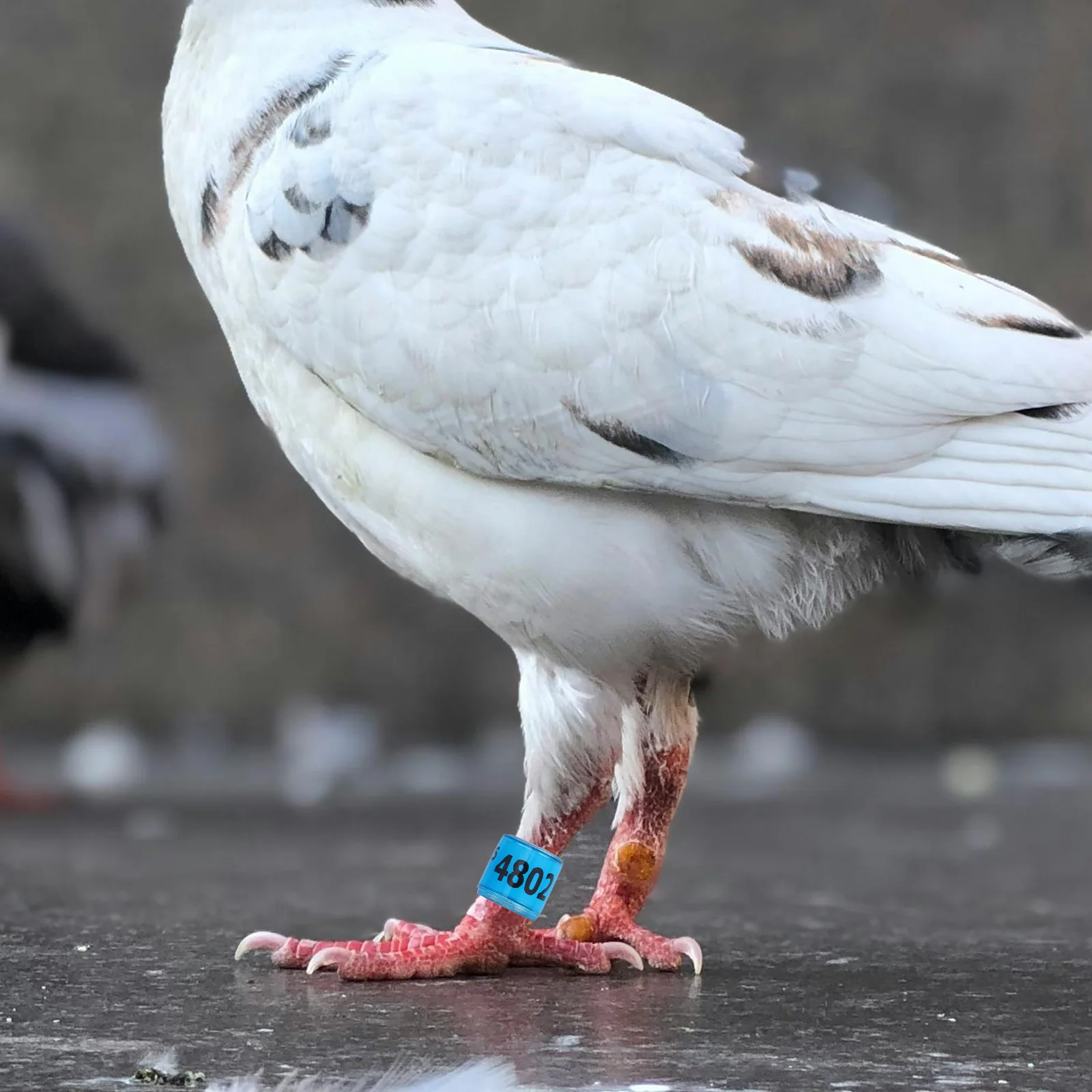 

100 Pcs Racing Pigeon Anklet Bird Ring Poultry Leg Bands Plane Rings Pigeons Blue Baby