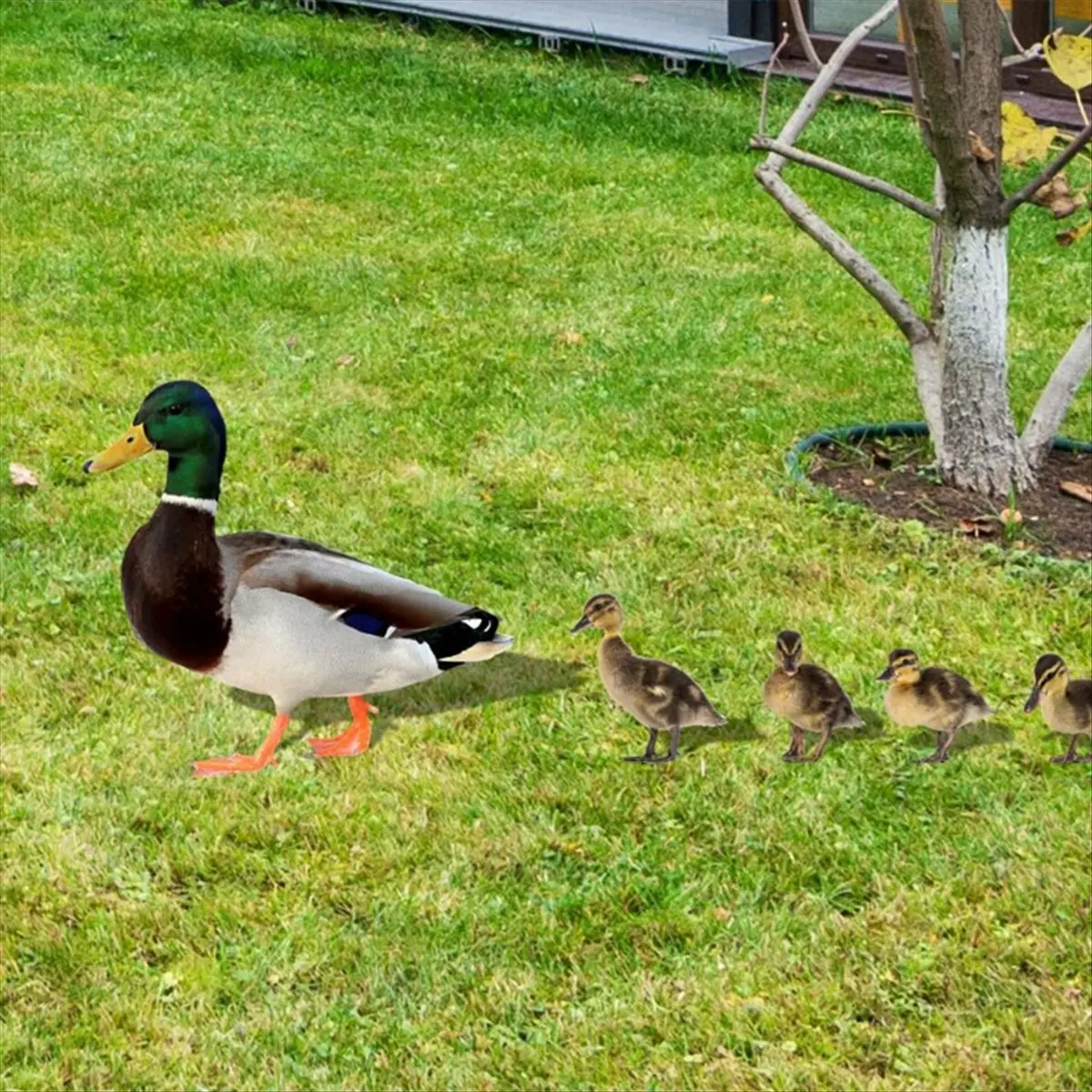 Garden Decoration Acrylic Duck Garden Stake Funny Spring Decoration Outdoor Duck Ornament Animal Garden Decorations-FS