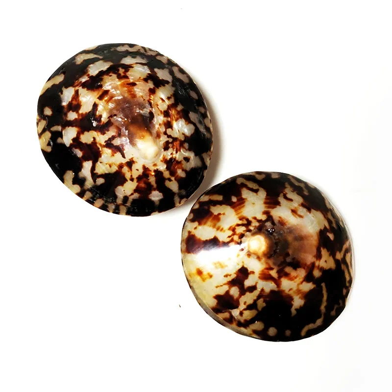 Cellana Testudinaria, ракушка, черепаха, форма ракушки, натуральный моллюск, средиземноморский домашний декор, креативный DIY аквариум, аквариум, пейзаж