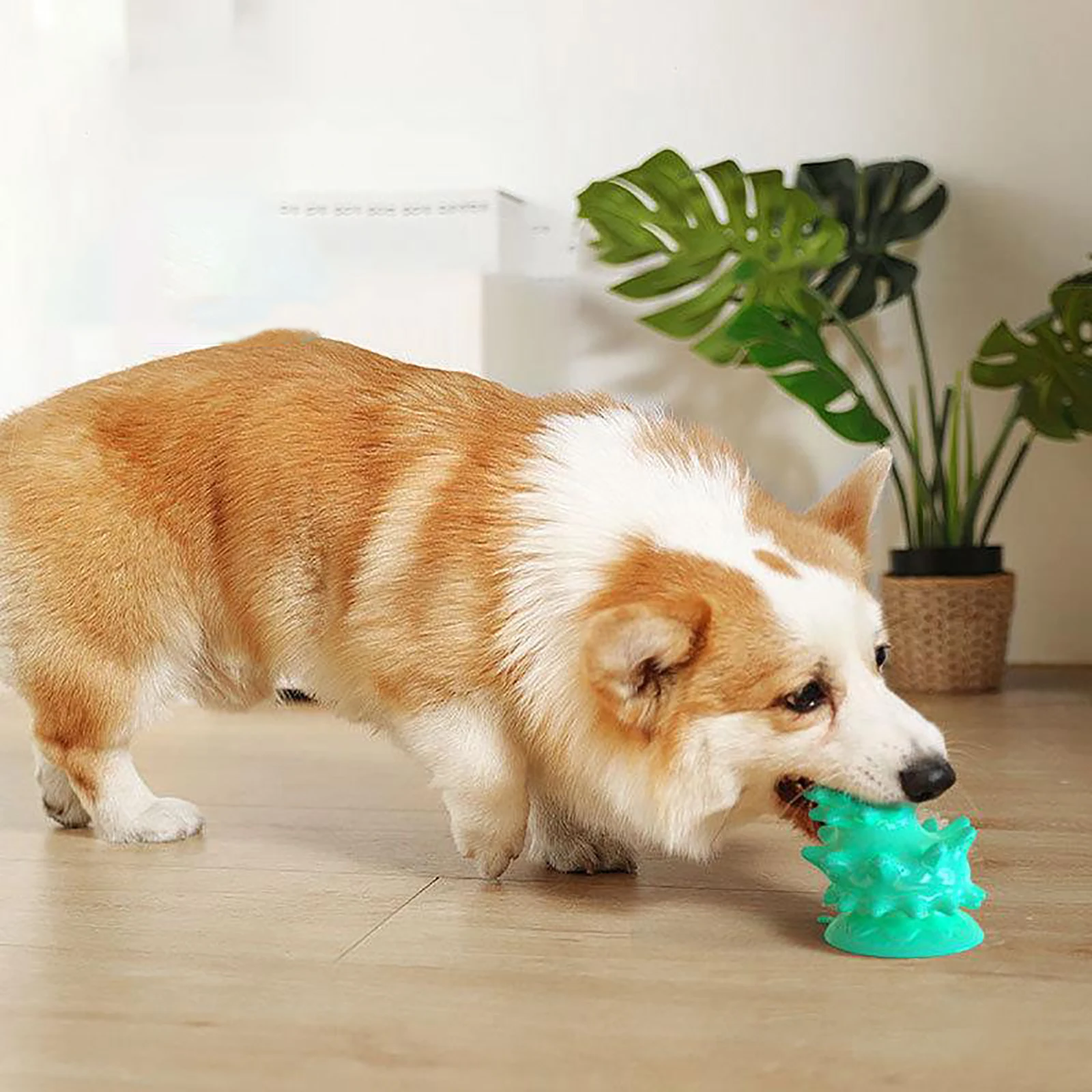 

Conch Shape With Suction Cups Can Sound Dog Toys Can Be Used for Pet Teething Tearing Chewing Dog Entertainment Leisure Toys