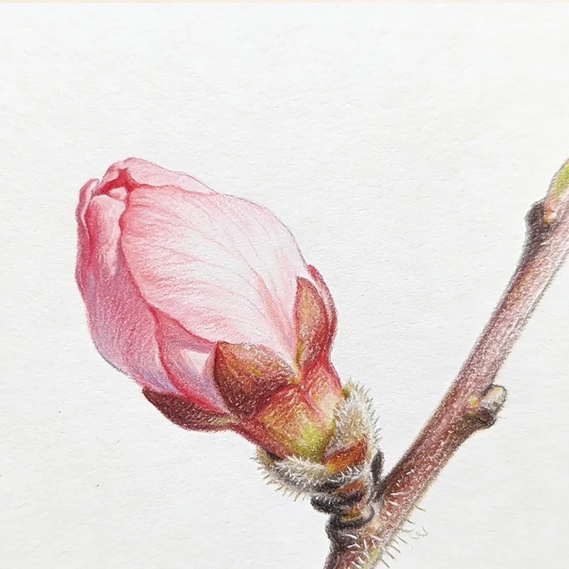 

Use once in the morning and once at night,ᵗᵒ ᵃʷᵃᵏᵉⁿ ᵗʰⁱᶜᵏ⸴ ⁿᵉʷˡʸ ᵍʳᵒʷⁿ ʰᵃⁱʳ‧