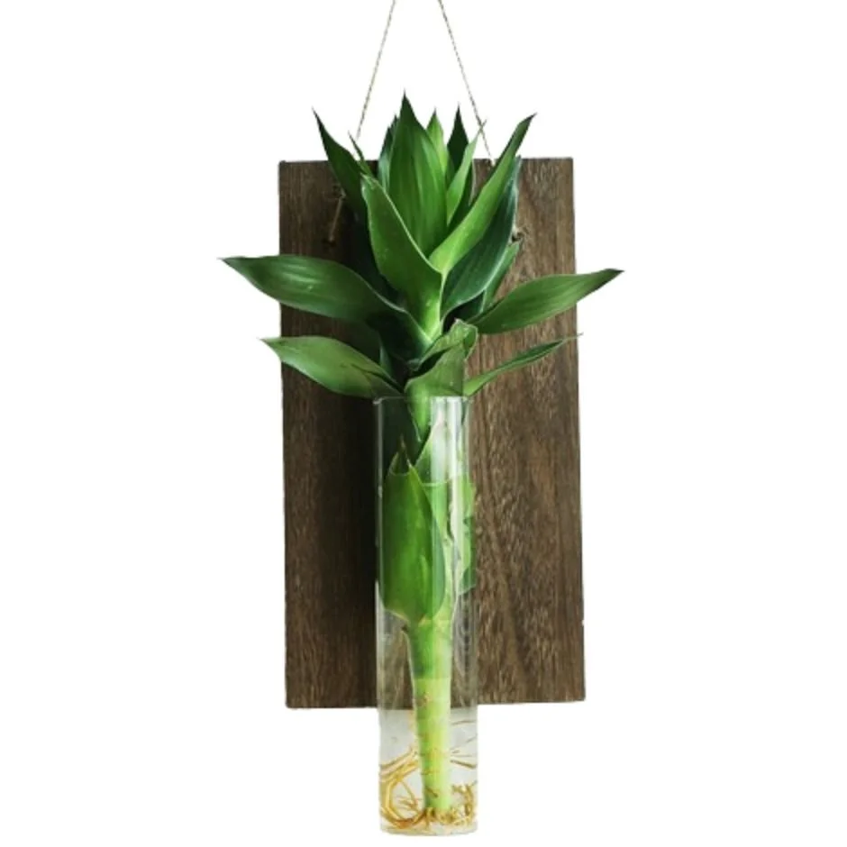 

Aquarium Wall Hanging Wall Mount Glass Vase Vintage Creative Hydroponic Container Home Decoration Glass Plant Flower Pots Hotel