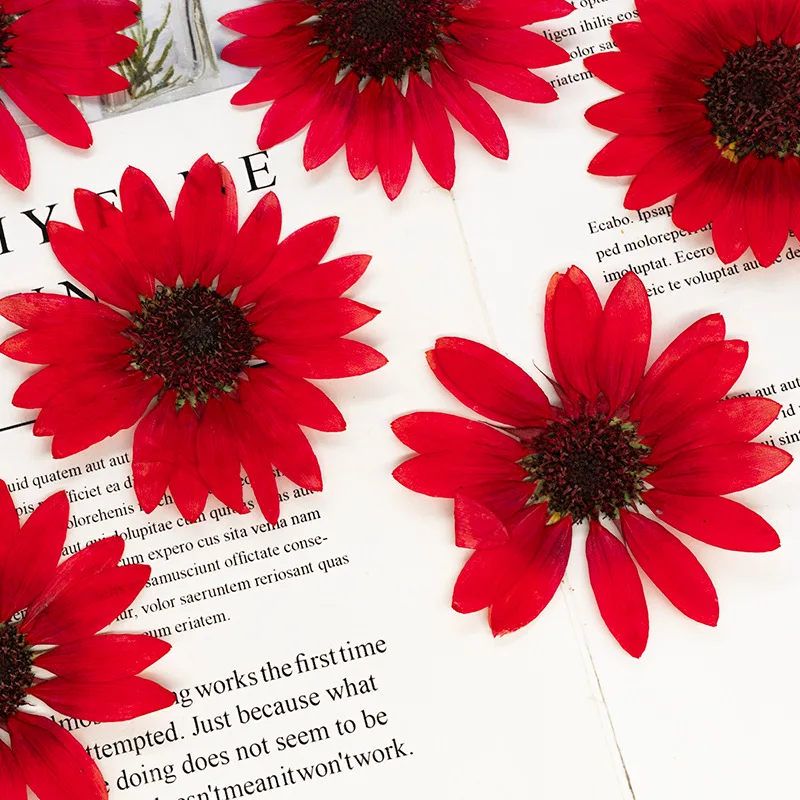 2 Stück, 6-8 cm, getrocknete gepresste Sonnenblumen für Harzformen, echte Blumen für DIY-Handyhüllen, Tischlampen, Wandkunst & Scrapbooking-Dekoration – Detail 6