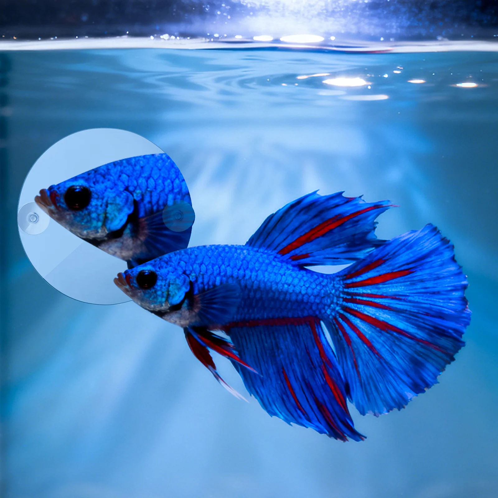 

Training Single Side Acrylic Suction Cups Decoration Decor Aquarium Betta Supplies Sucker Fish Tank Mirror Betta Fish Tank