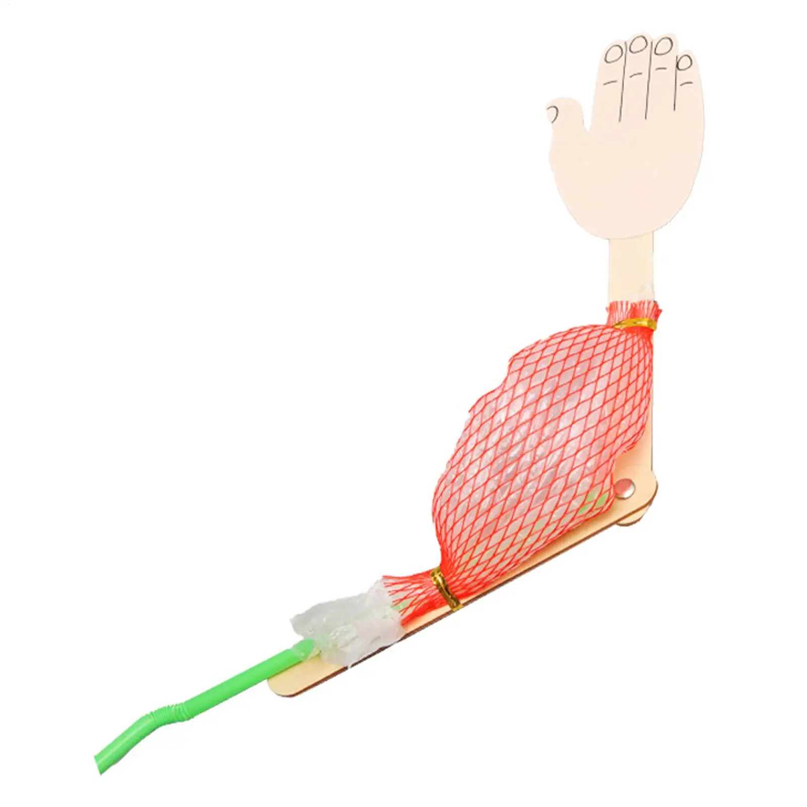 Interactive Science Project Toy Biological Science Model Science Experiment Toy For Projects Kids Learning Early Educational Toy