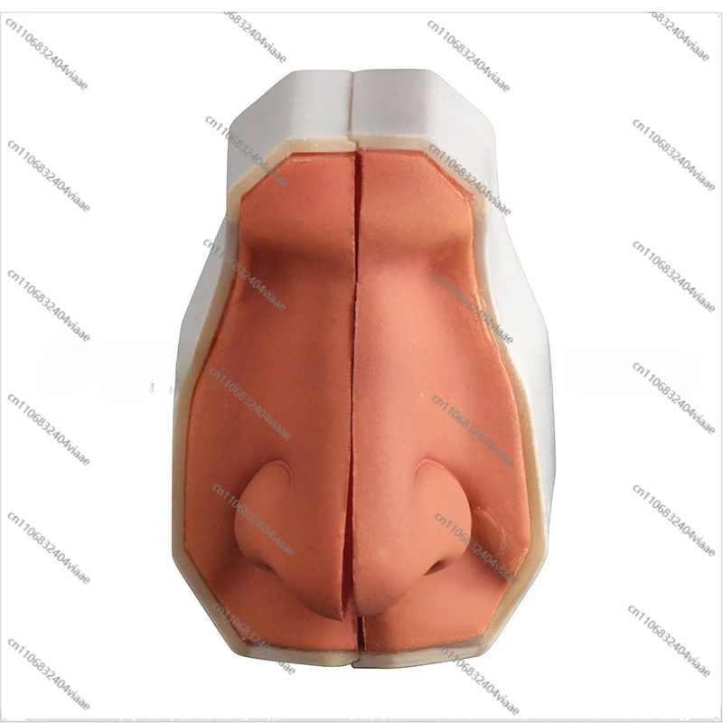 For Nasal Cavity Structure Model, Nose Model, Examination Nasal Cavity Structure Model, Otorhinology Teaching Explanation Model