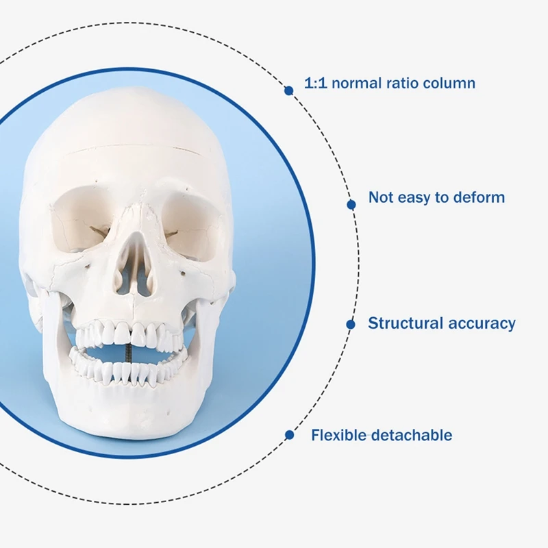 Human Scull Model, Life Size Anatomy Anatomical Adult Model With Removable Scull Cap And Articulated Mandible