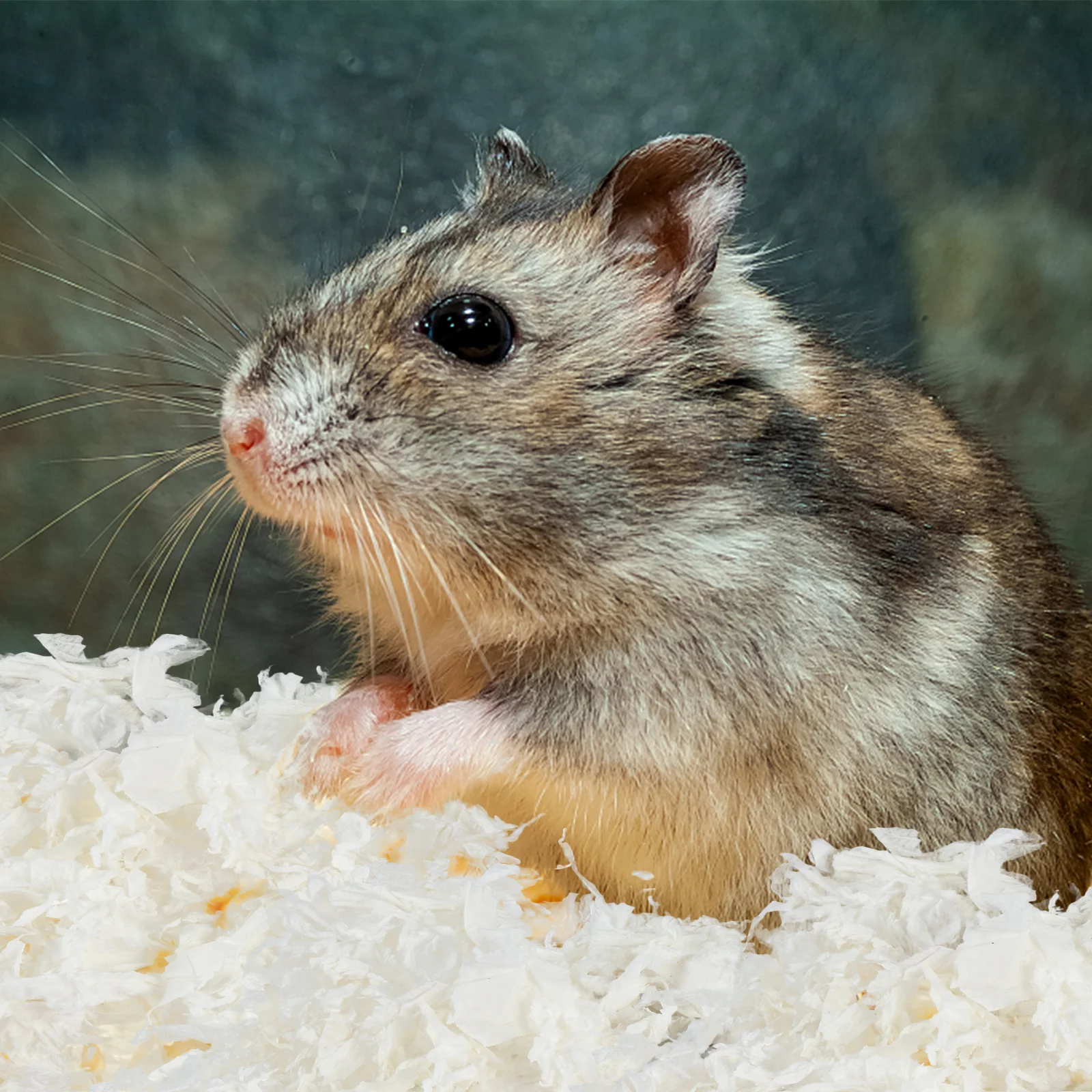 

1Pack Bedding Absorbent Liners for Guinea Pigs Hamsters Rabbits Small Pets Cage Nesting Soft Natural Chips