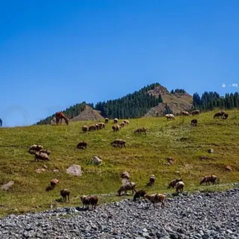 

GEPRC GEP-CL20 Детали рамы Пропеллер Аксессуар База Квадрокоптер Рама FPV Фристайл RC Гоночный дрон CineLog20 HD O3
