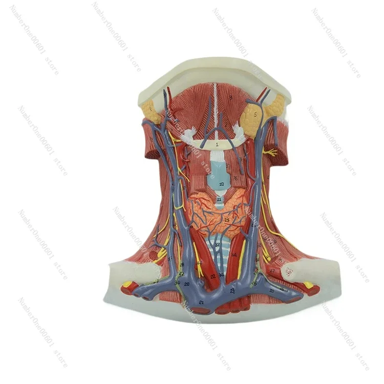 

Neck Model Anterior Cervical Muscle Local Analysis Muscle Neuroanatomy Human Teaching Aids Model