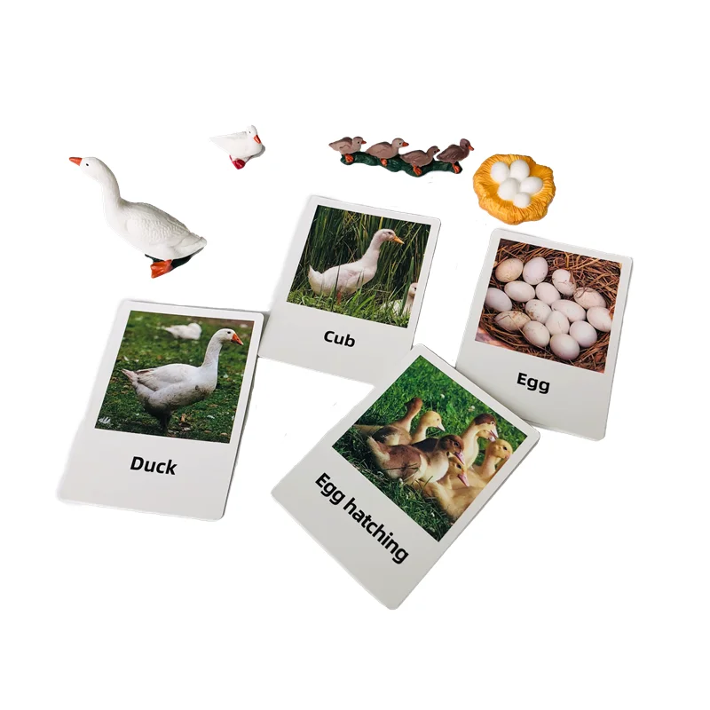 วงจรชีวิตของเป็ดพร้อมการ์ดความรู้ วัสดุการเรียนรู้ภาษาแบบมอนเตสซอรี่ ของเล่นการเรียนรู้ด้านชีววิทยา เกมการศึกษาสำหรับเด็กเล็ก