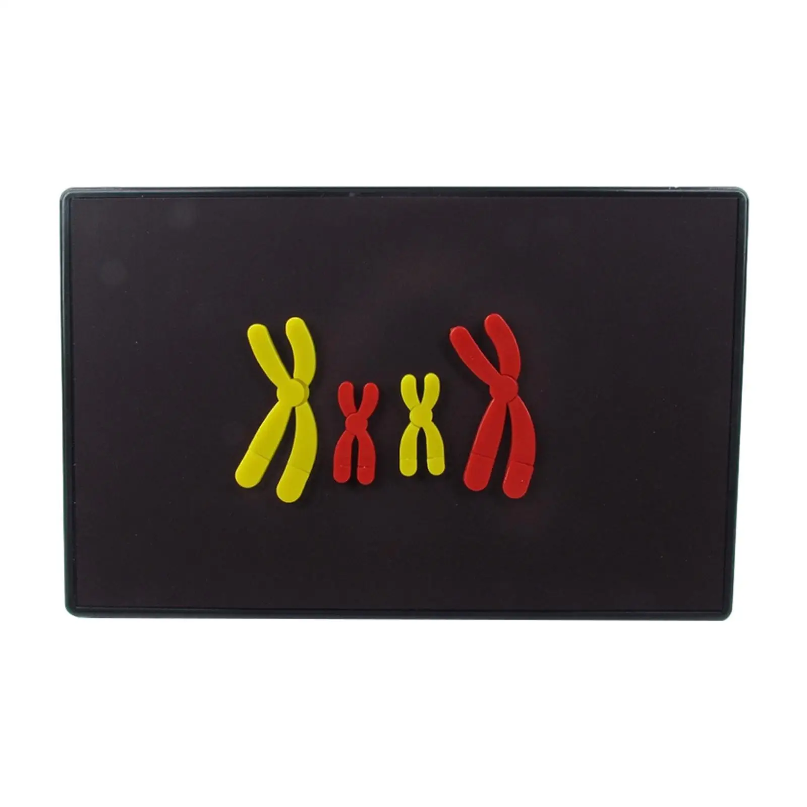 Anatomical Human Chromosome Model Chromosome Changes Model Easy to Use Portable