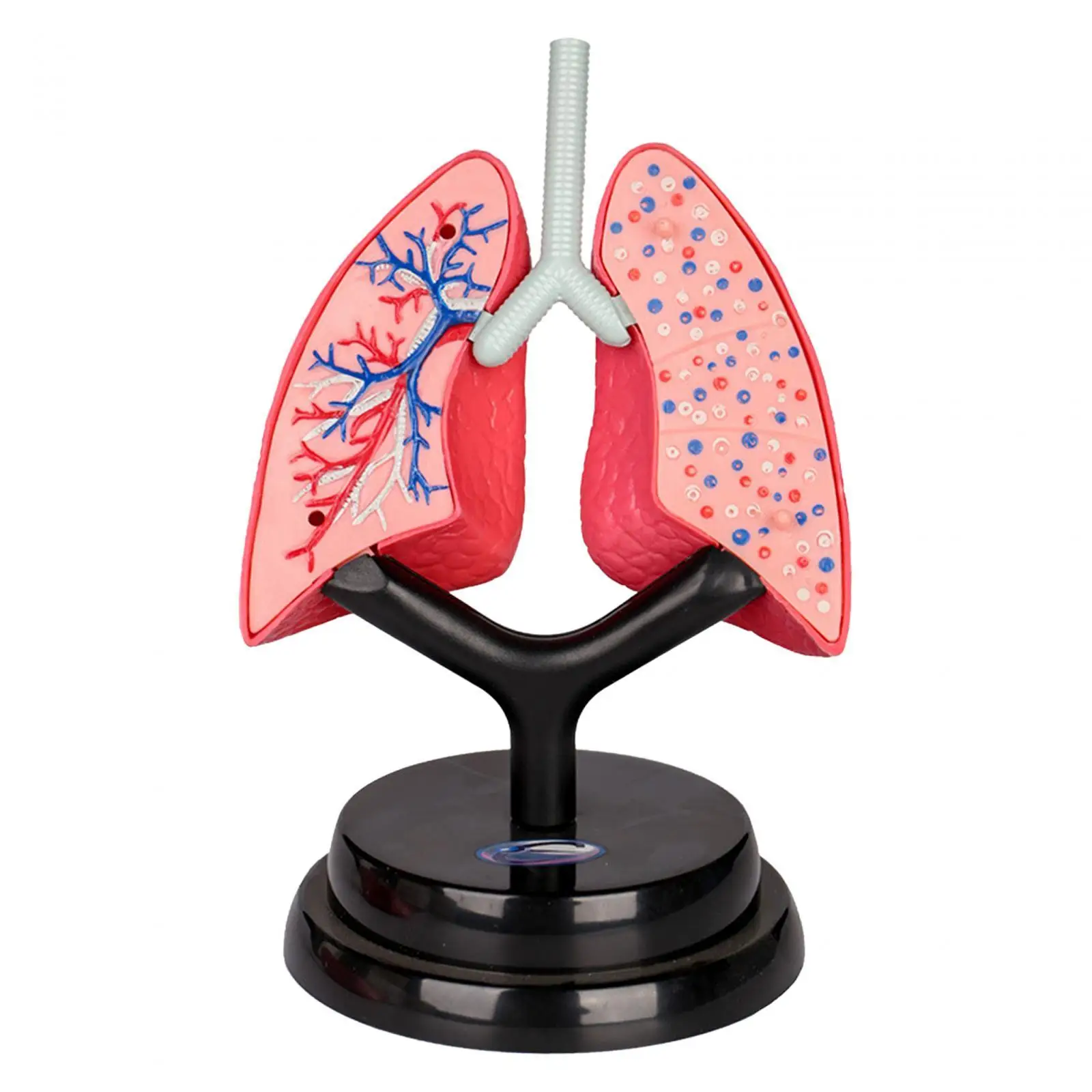 Respiratory System Model Early Learning Human Lung Model for Home Kids Child Demonstration Spatial Awareness Science Learning