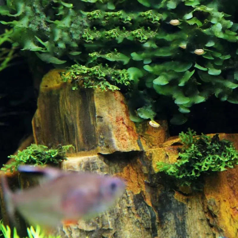 500g 1000g Natürliche Aquarium-Dekorsteine Felsenlandschaftsgestaltung Fischbecken-Steindekoration – Detail 5