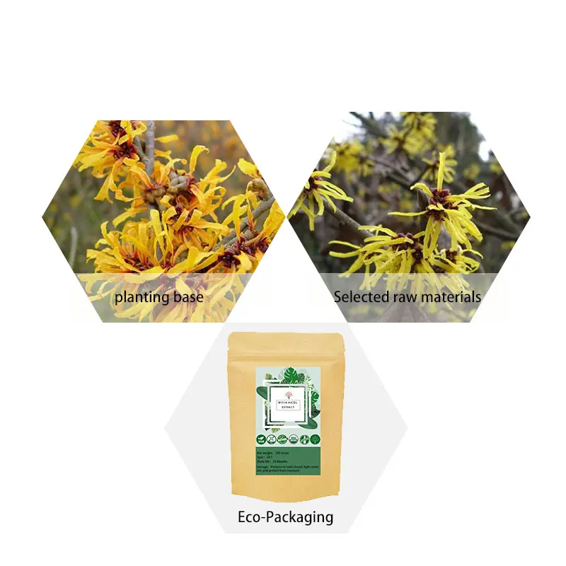 Witch Hazel Extract Powder Organic Hamamelis virginiana extract 20:1 plant extract