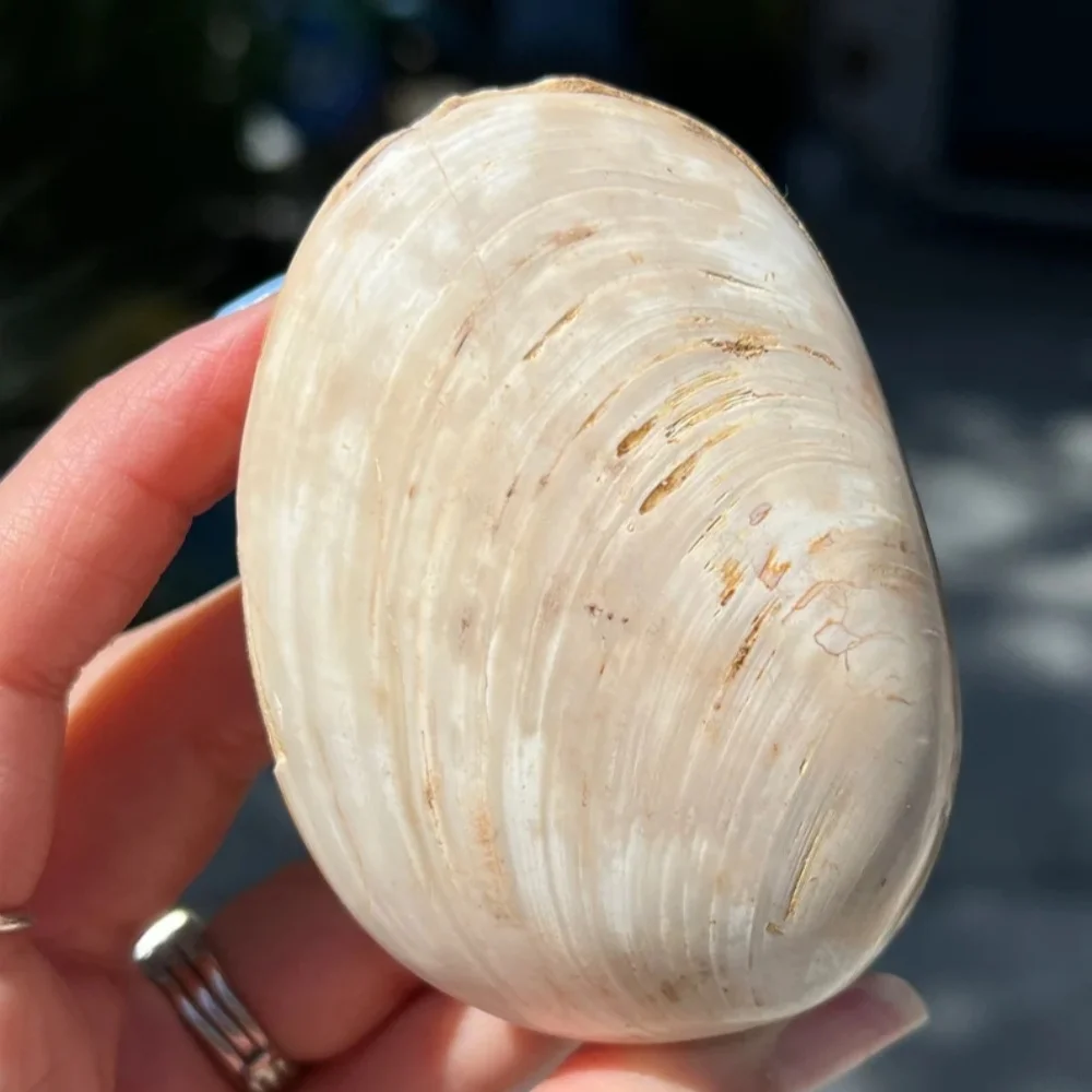 1 almeja pulida grande, concha de almeja, bivalve, cada uno es única, adecuada para decoración del hogar y la oficina.