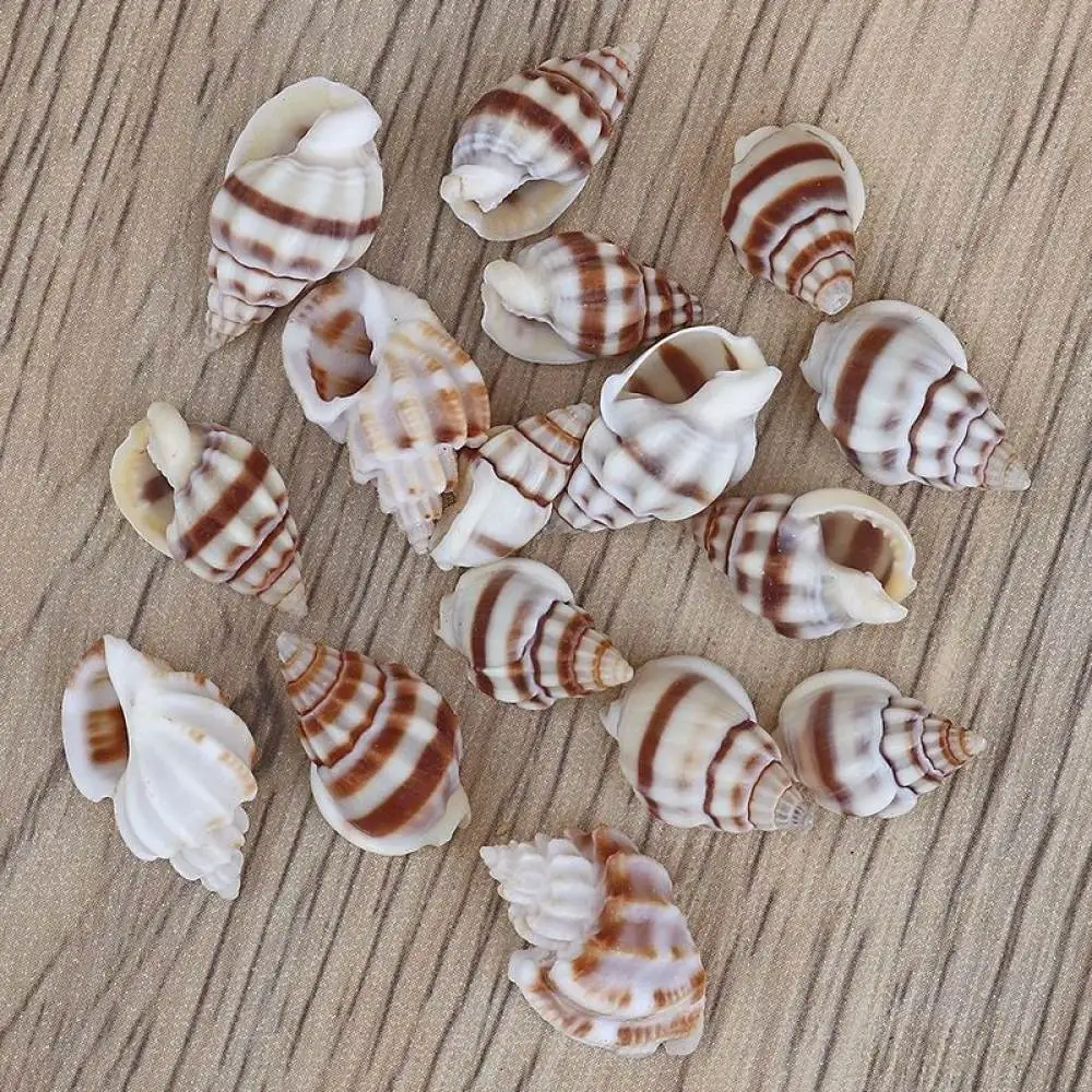 Mixed Natural Sea Shells Starfish Decor For Fish Tank Landscape Hermit Crab House DIY Home Craft Art Design Tool