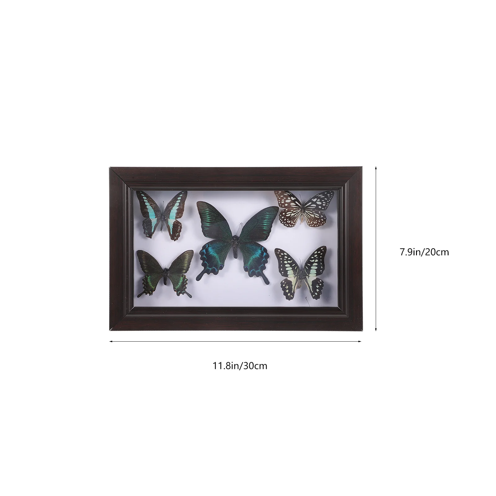 Wood Photo Display Frame With Butterfly Specimen Wall Butterflies Specimen Decoration specimen display frame