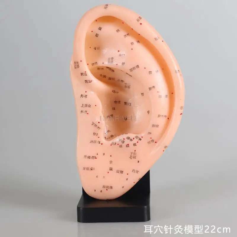 

Various human body models for acupuncture and massage training, including foot models, hand models, and acupoint models.