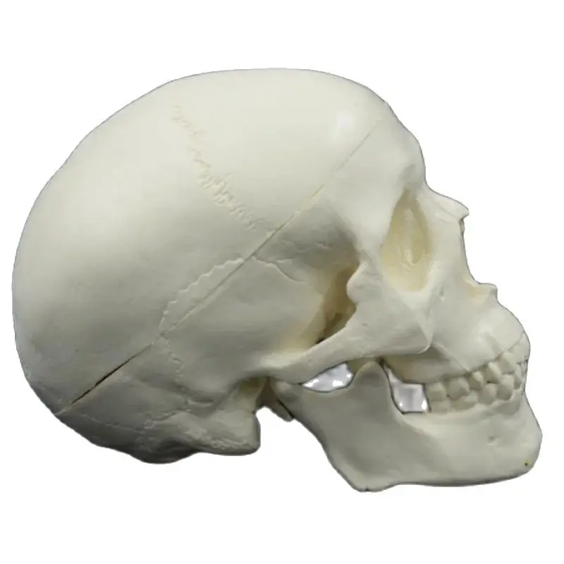 Mini Skull Model Human Anatomical Head Medical Model Detachable Art sketch Props Medical Student Teaching