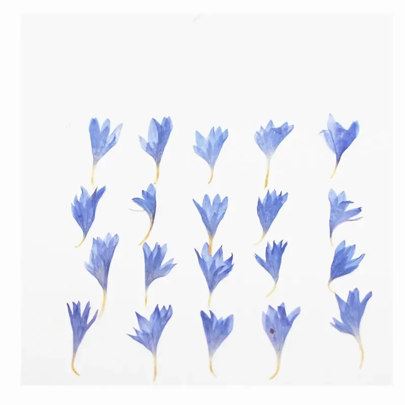 100pcs Pressed Dried Blue Cornflower Flower Plants Herbarium For Jewelry Phone Case Photo Frame Bookmark Postcard Scrapbook DIY