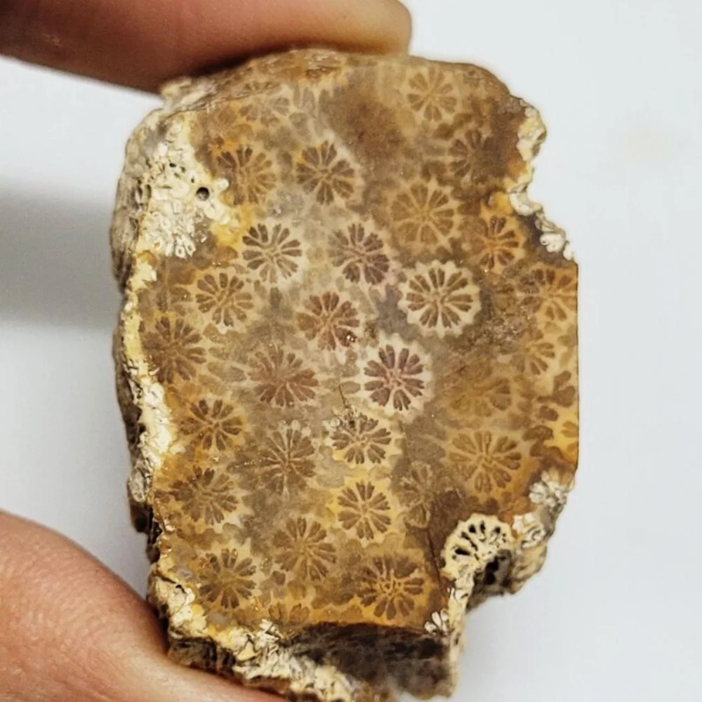 1pc Coral Jasper Slice, Bohemian Style Collectible, Unique Crystal Gift for Home Decor, Christmas, Valentine's Day