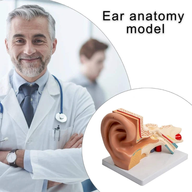 Anatomical Auditory Organ Model Enlarged Human Ear Anatomy Model Shows Detail of Outer Ear Inner Ear Cochlear Structure